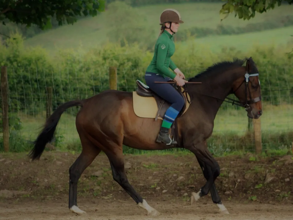 Lovely Talented Mare - Image 1