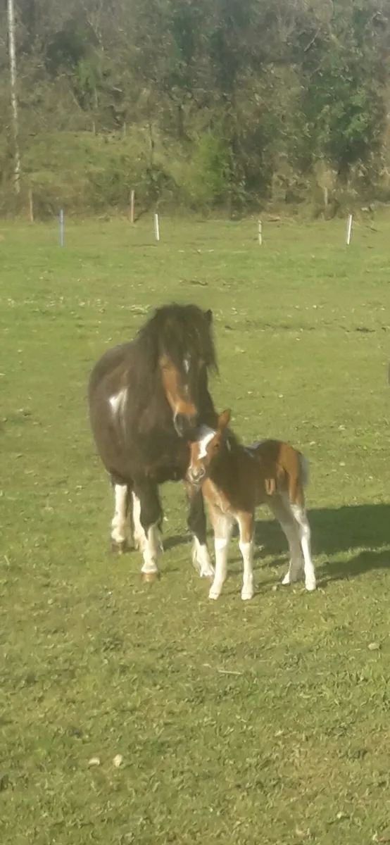 Miniature falabella mare. - Image 2
