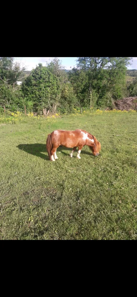 Miniature falabella mare. - Image 3