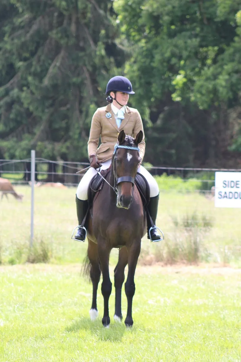 8 year old Mare - Image 1