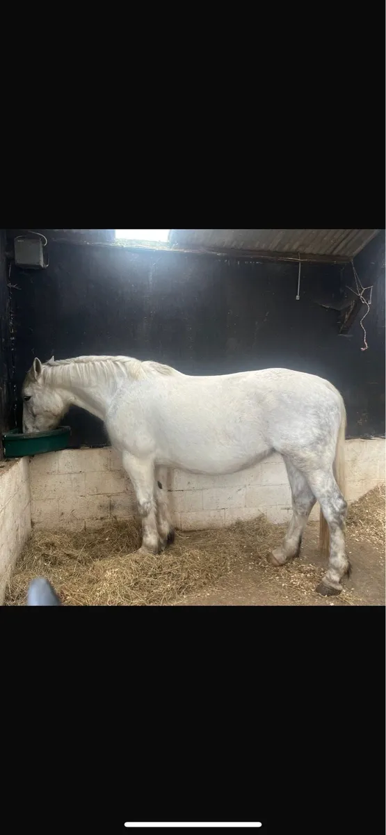 Class 1 Pride of Meath rid mare - Image 2