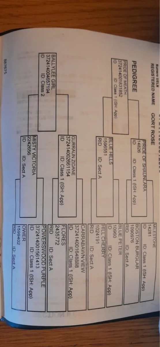 Class 1 Pride of Meath rid mare - Image 3