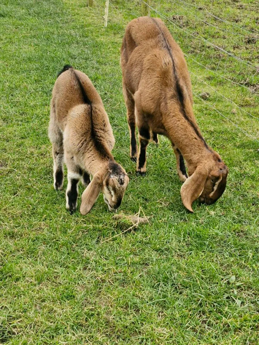 Nubian goat - Image 2