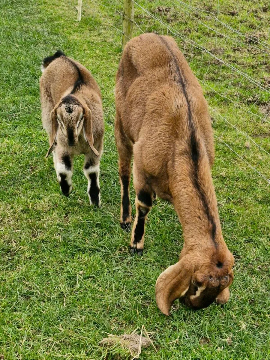 Nubian goat - Image 3