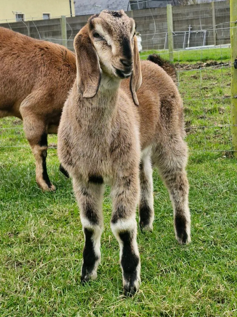 Nubian goat - Image 1