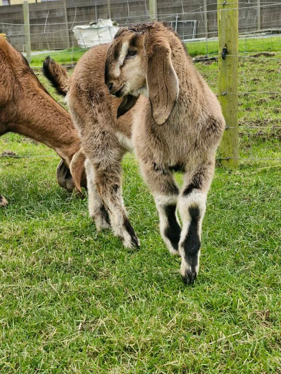 Nubian goat - Image 4
