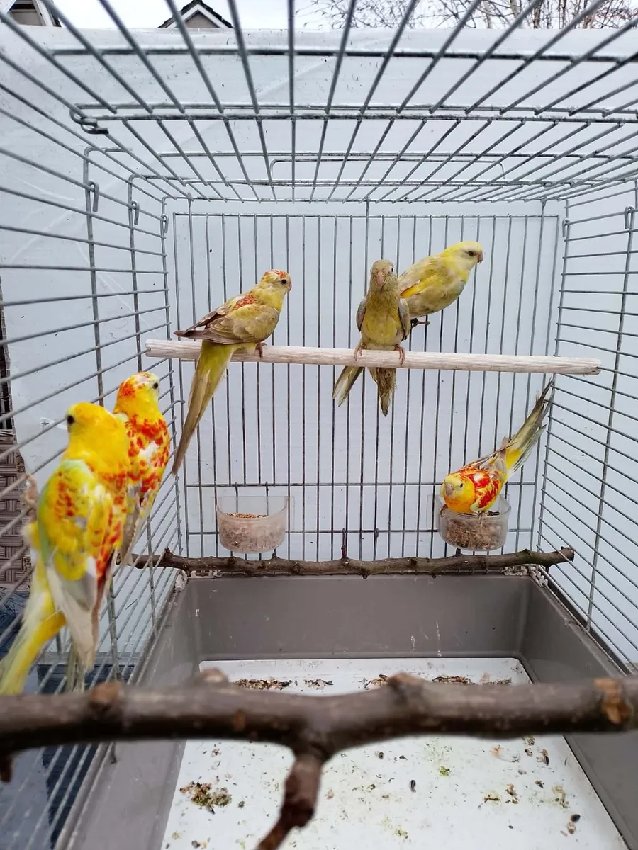 RED RUMP PARAKEETS - Image 1