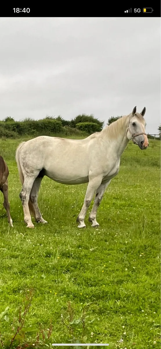 Class 1 Pride of Meath rid mare - Image 1