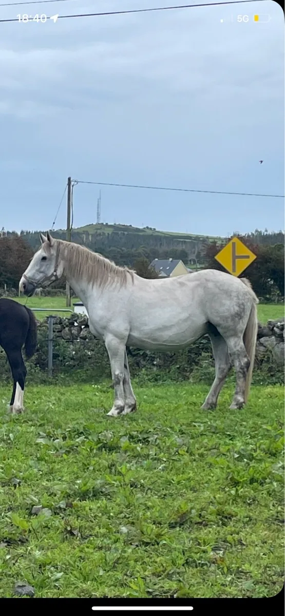 Class 1 Pride of Meath rid mare - Image 4