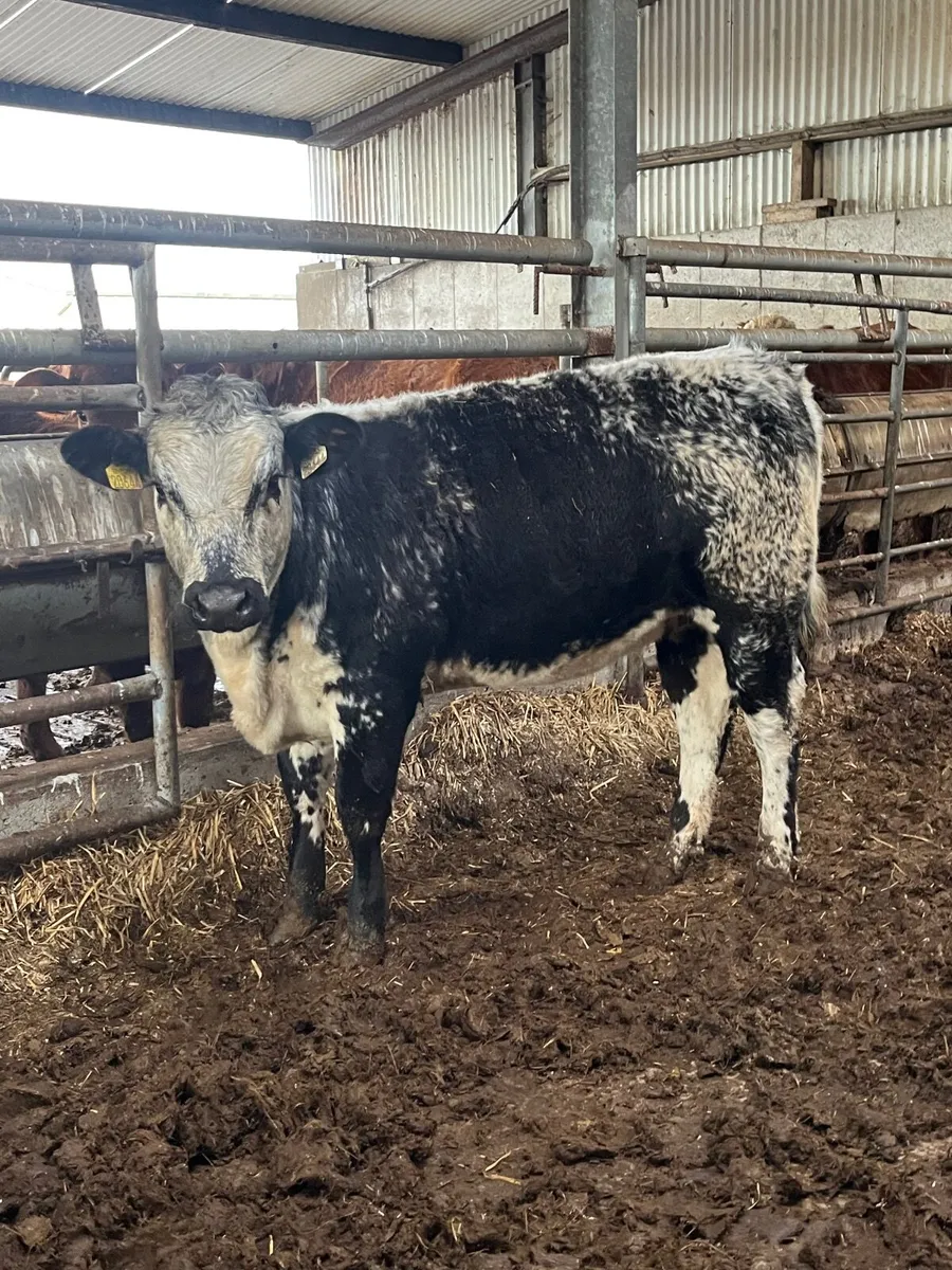 💥heifers for gort mart 19th of March💥 - Image 1