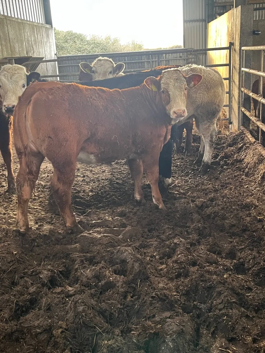 💥heifers for gort mart 19th of March💥 - Image 2