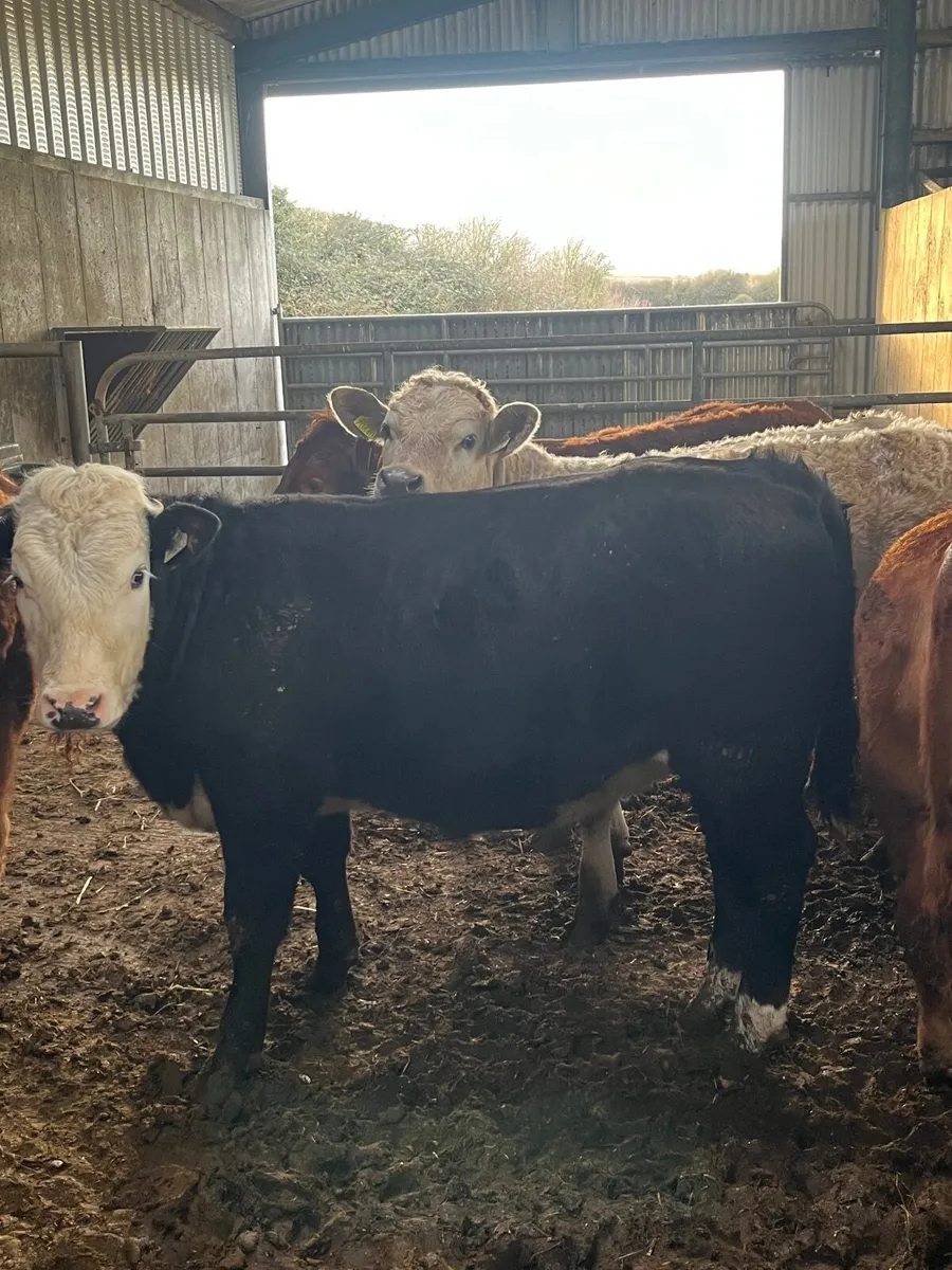 💥heifers for gort mart 19th of March💥 - Image 3