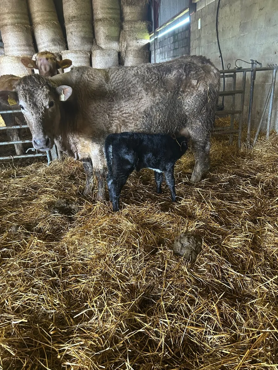 Heifer with calf - Image 2