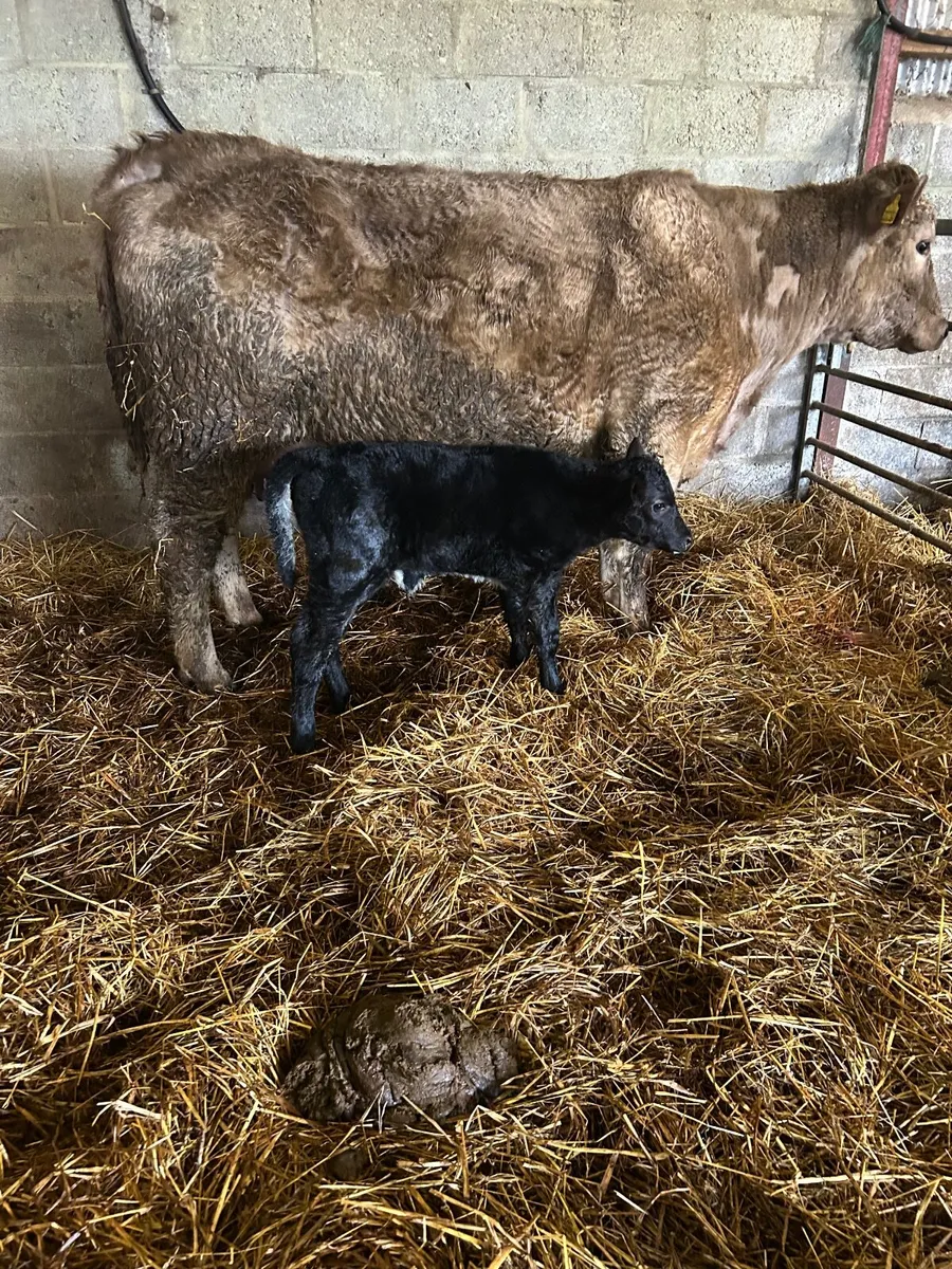 Heifer with calf - Image 3