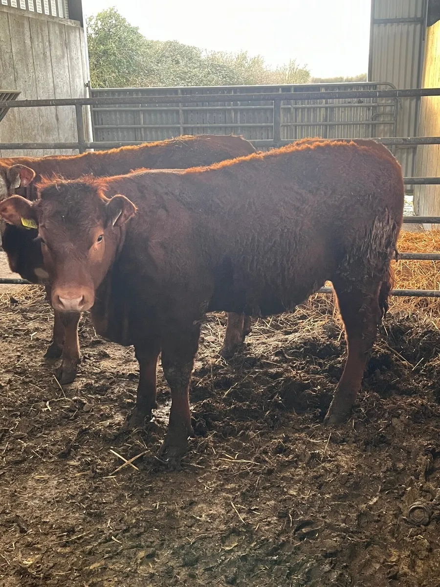 💥heifers for gort mart 19th of March💥 - Image 4