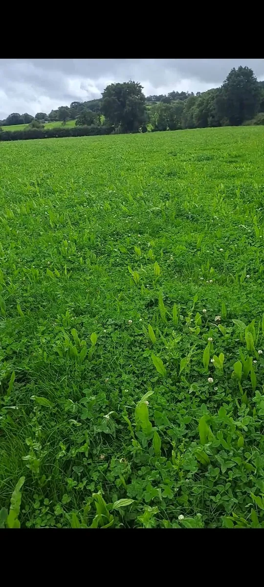 Grass/mixed species stitching and rejuvenation - Image 2