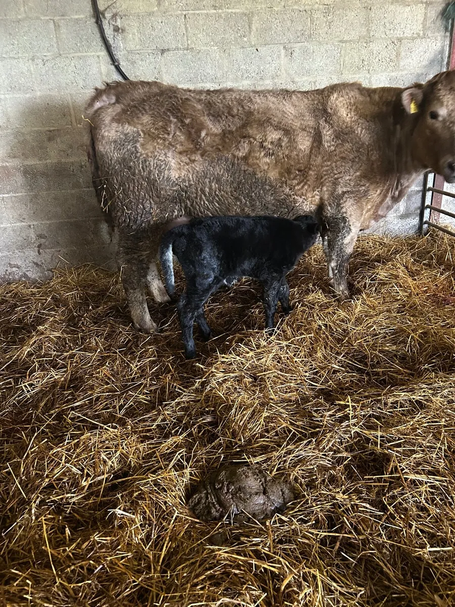 Heifer with calf - Image 4