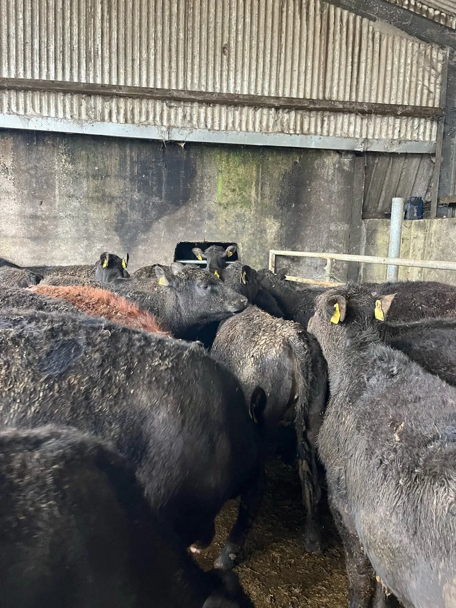 22 Angus heifers - Image 2