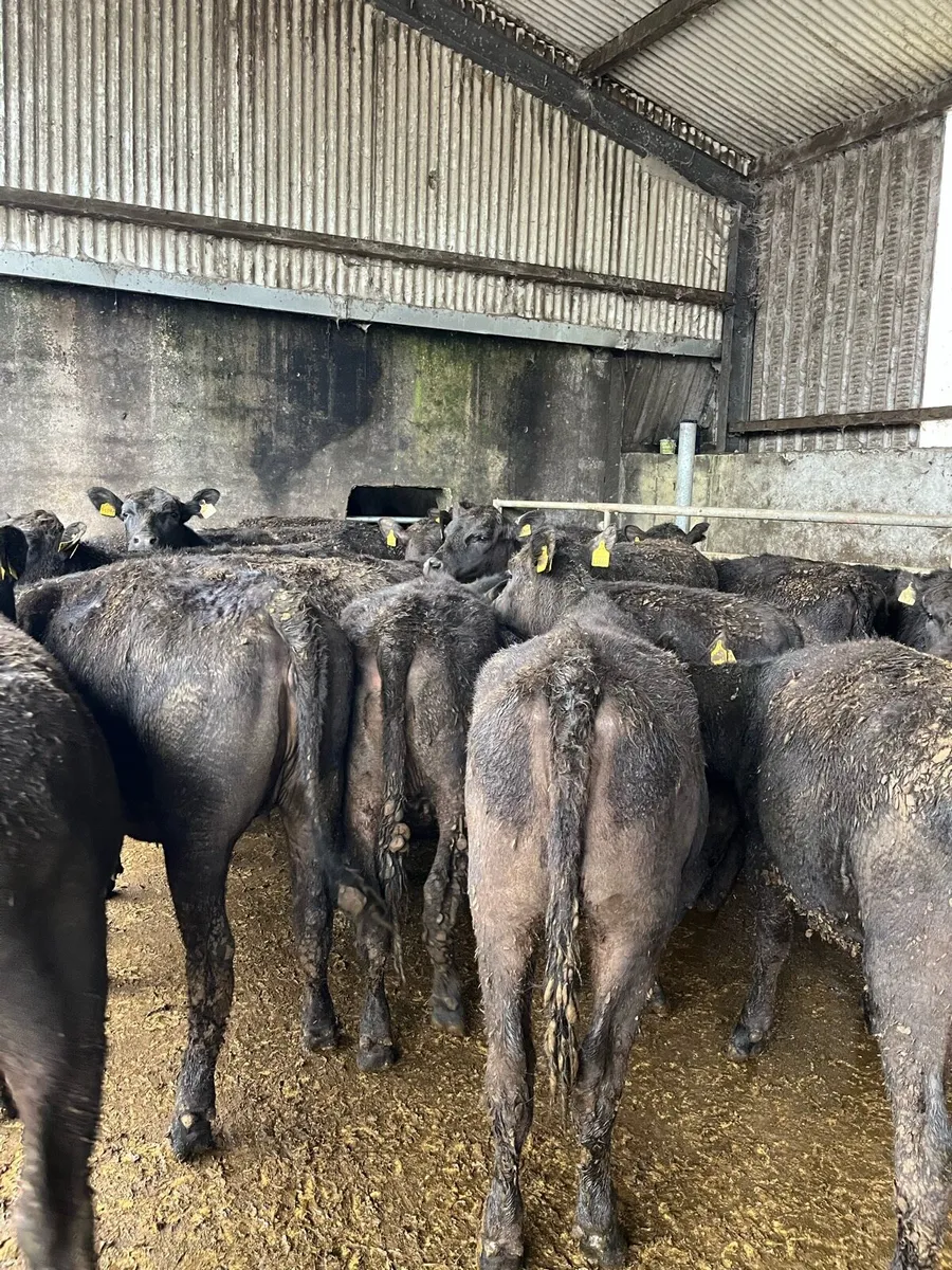 22 Angus heifers - Image 1