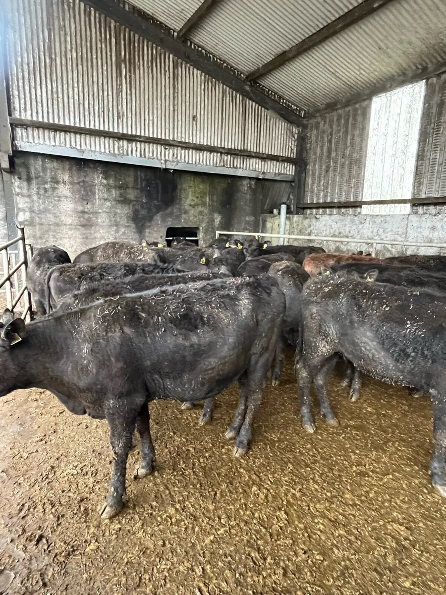 22 Angus heifers - Image 3