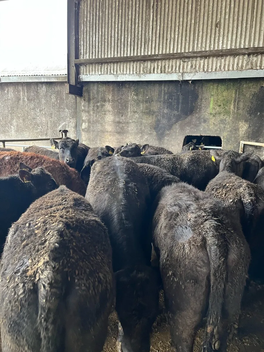 22 Angus heifers - Image 4