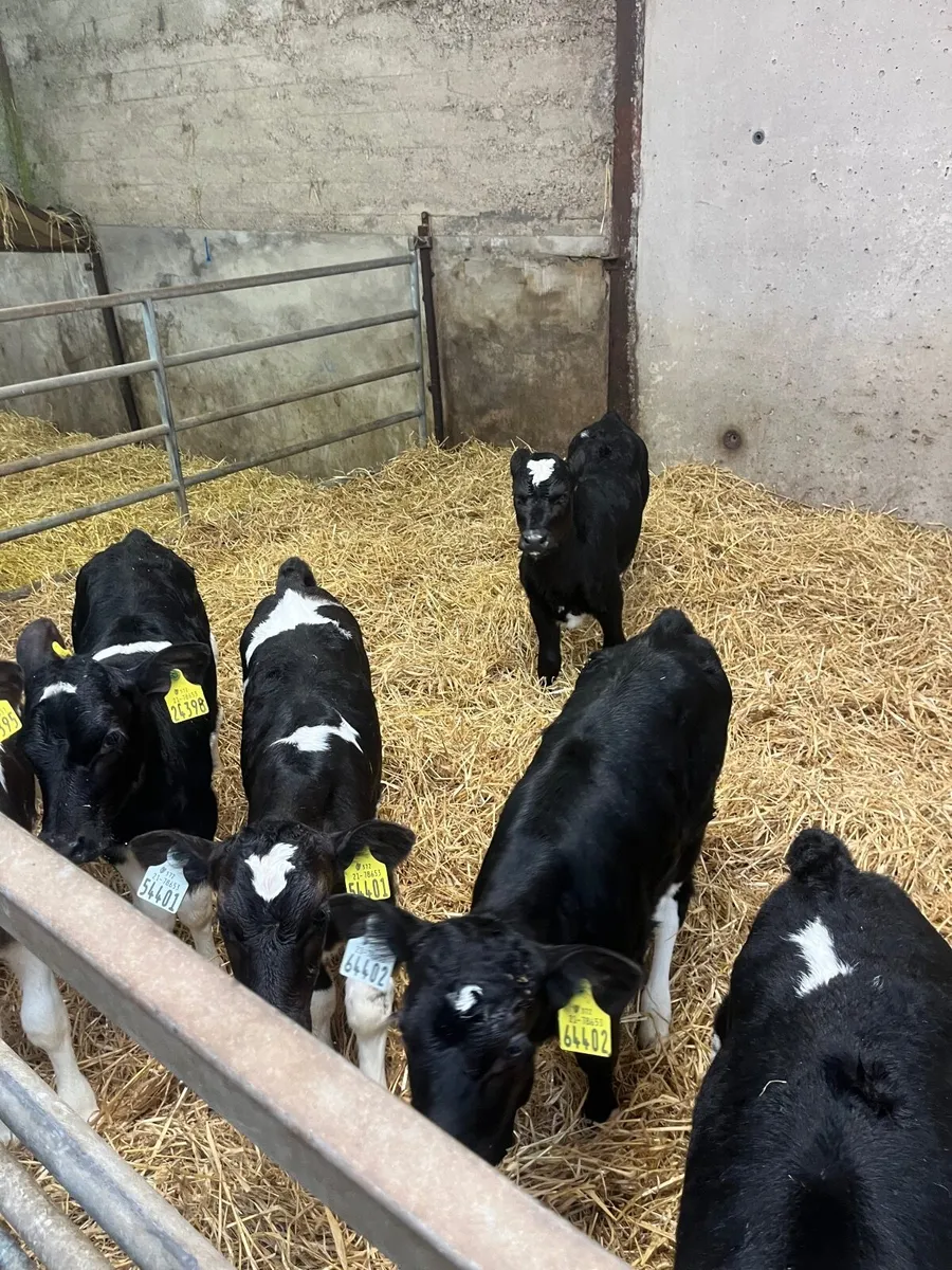 Friesian Heifer Calves - Image 1