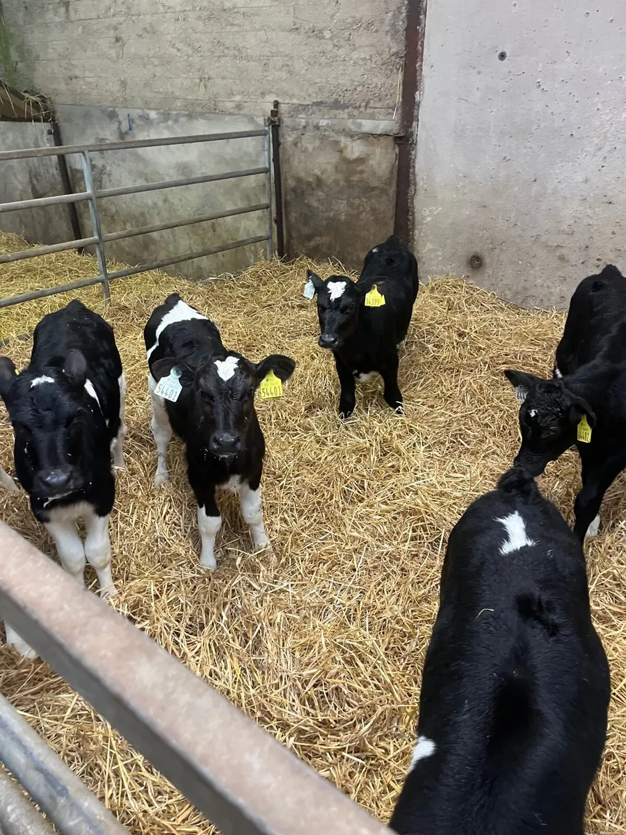 Friesian Heifer Calves - Image 3