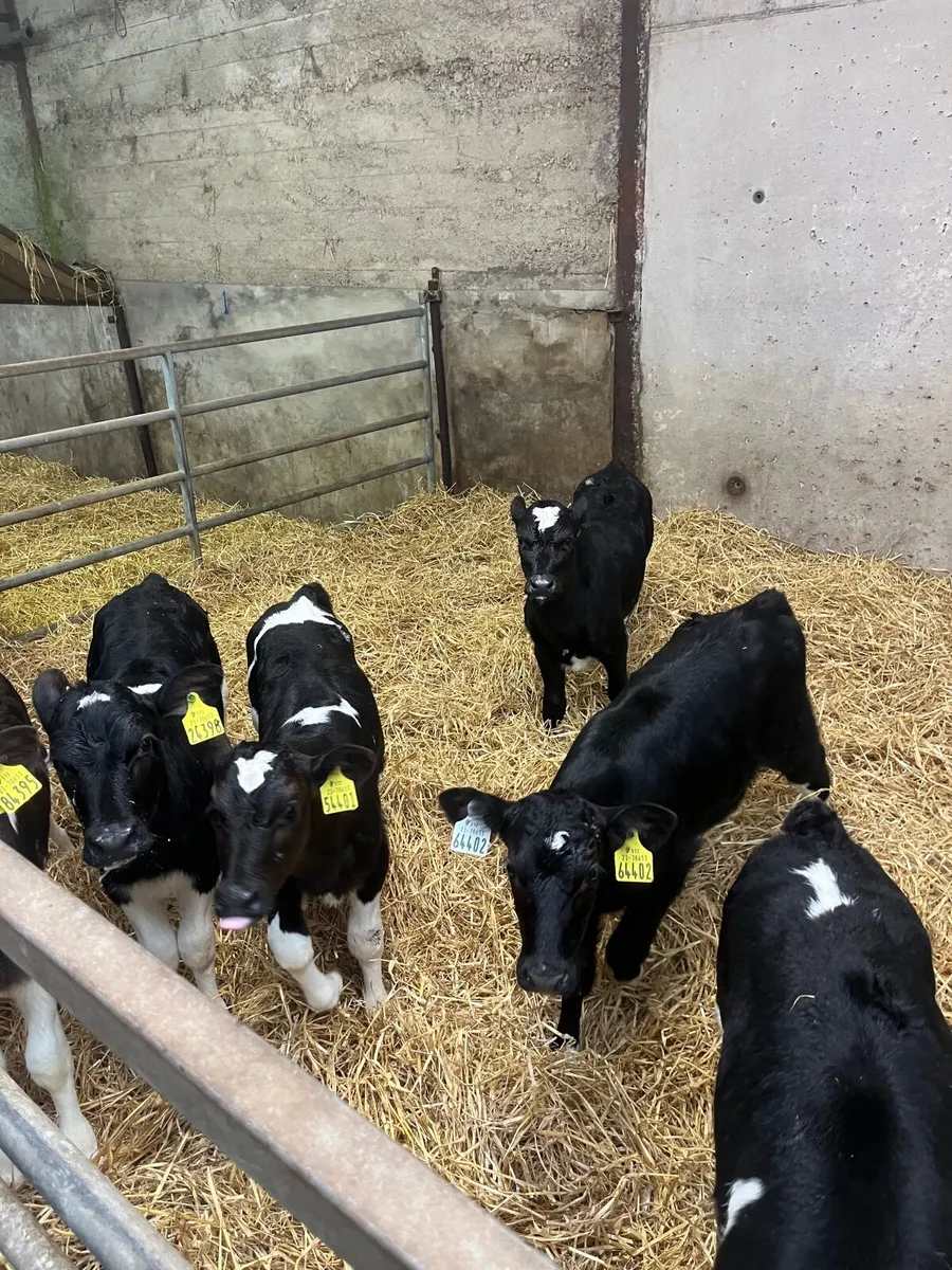 Friesian Heifer Calves - Image 2