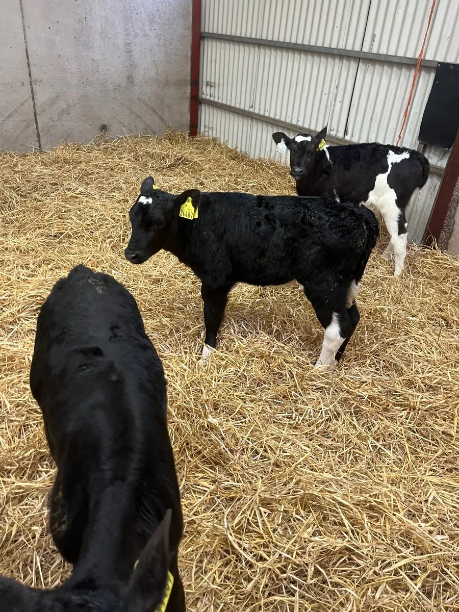 Friesian Heifer Calves - Image 4