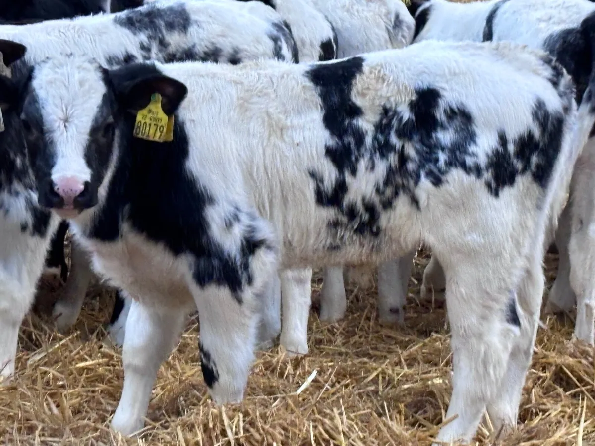 18 OUTSTANDING BELGIUM BLUE calves - Image 1