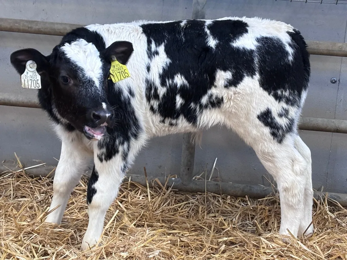 18 OUTSTANDING BELGIUM BLUE calves - Image 2