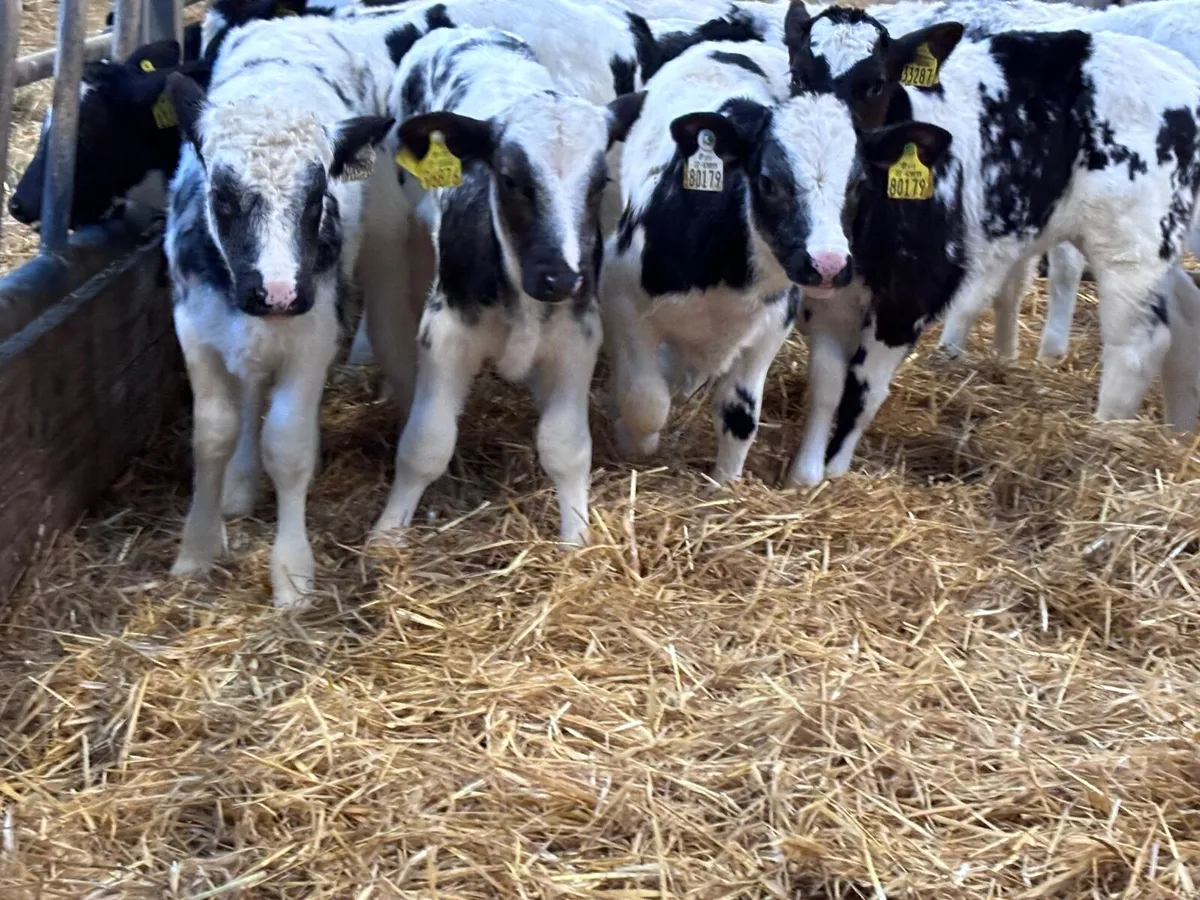 18 OUTSTANDING BELGIUM BLUE calves - Image 3