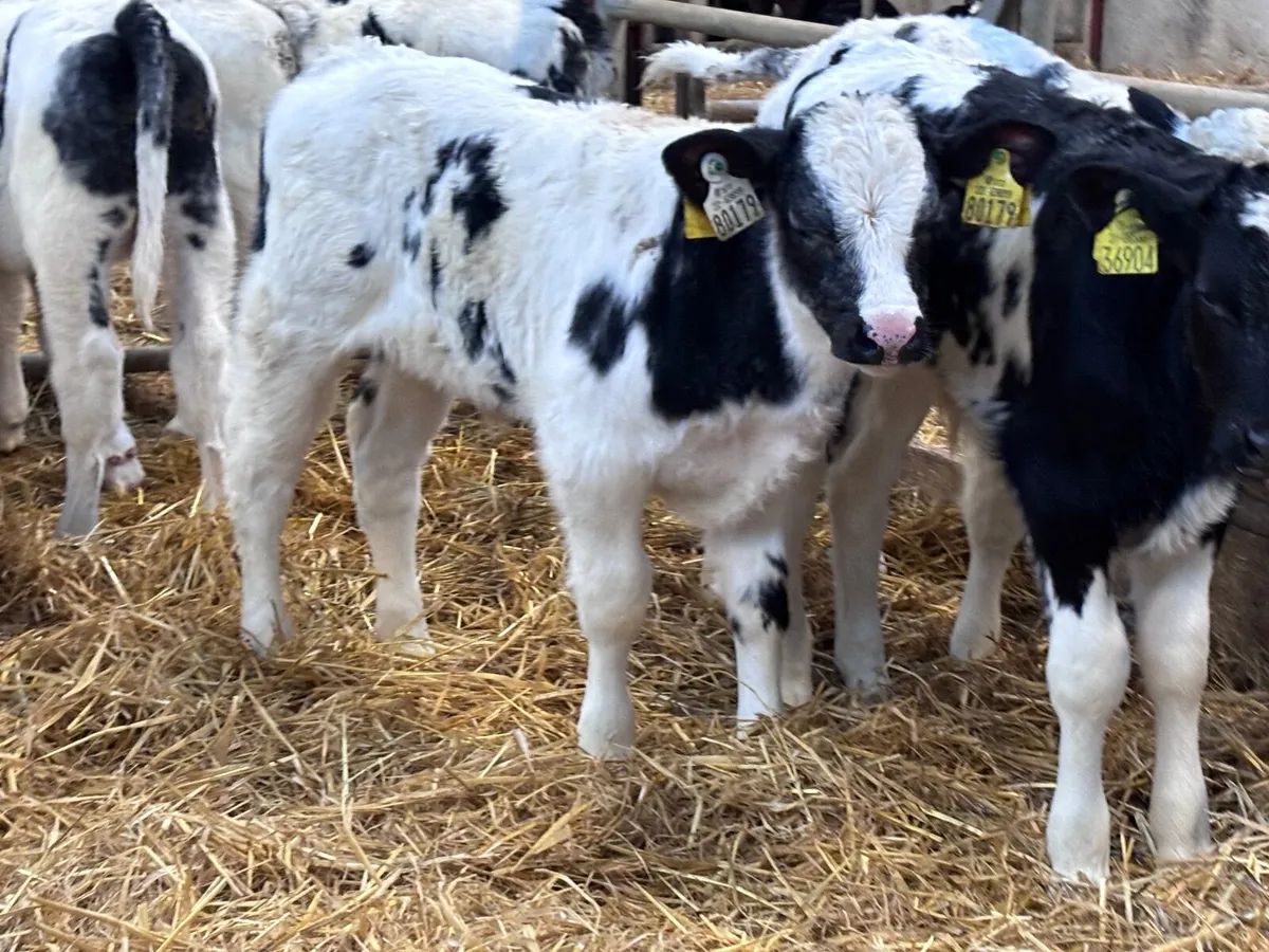 18 OUTSTANDING BELGIUM BLUE calves - Image 4