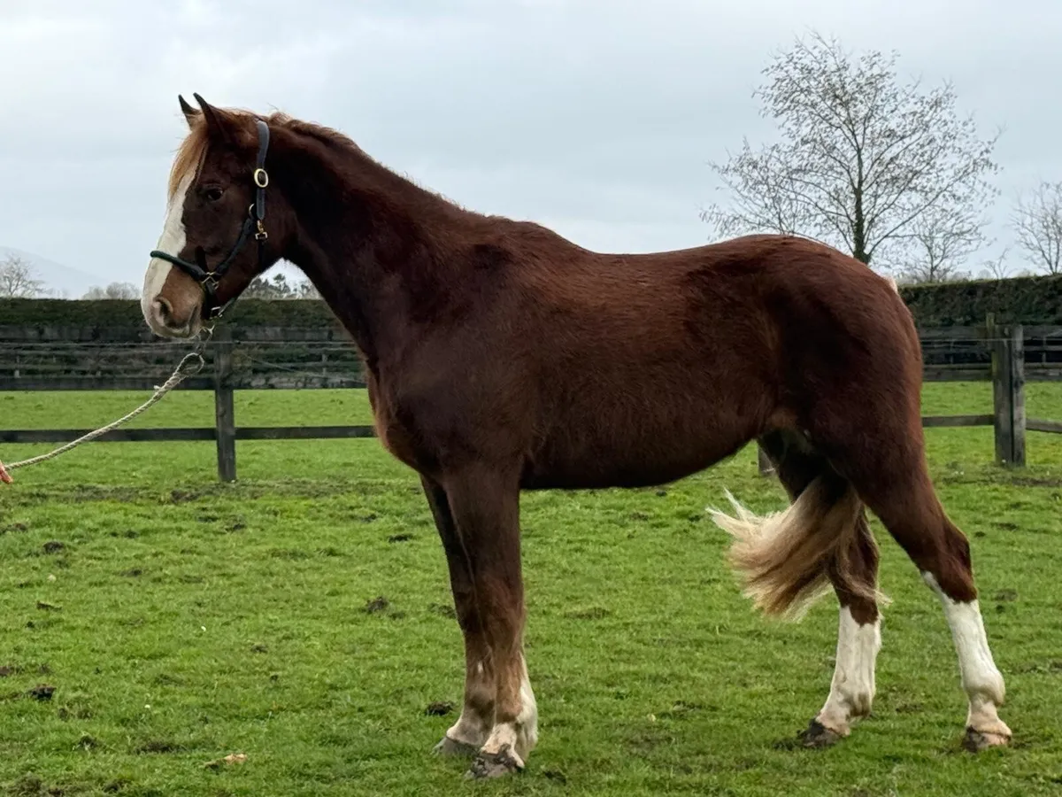 16hh Irish Draught gelding. - Image 2