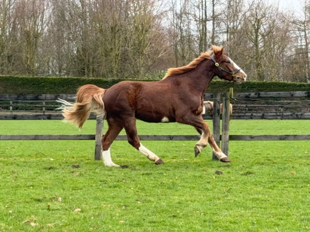 16hh Irish Draught gelding. - Image 4