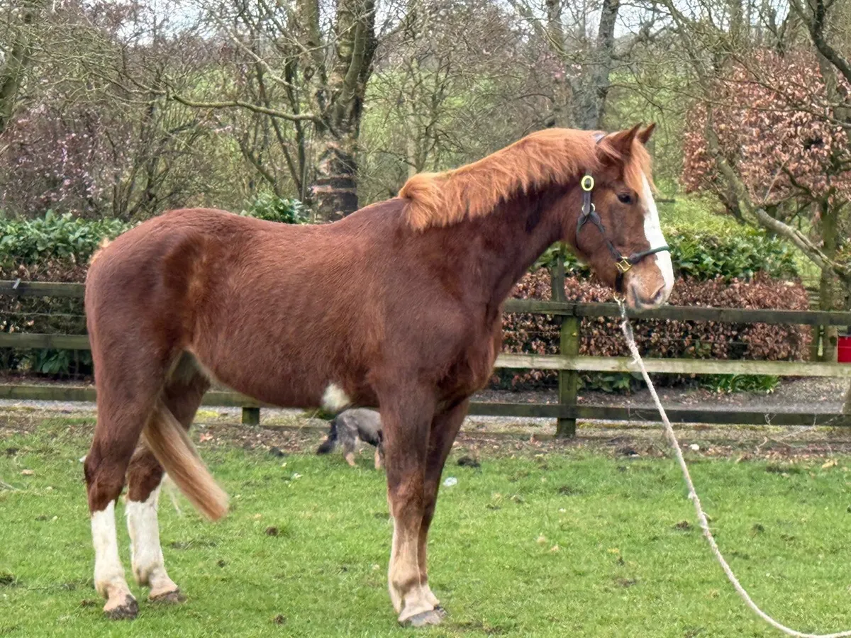 16hh Irish Draught gelding. - Image 1