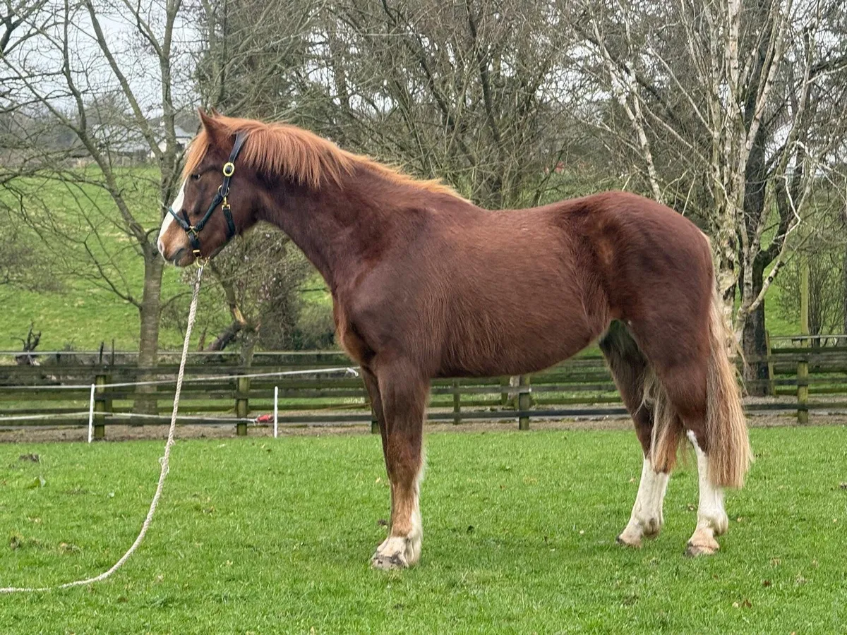 16hh Irish Draught gelding. - Image 3