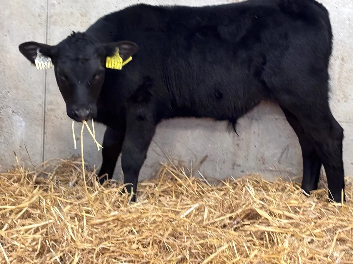 5 SUPER ANGUS BULL CALVES FOR SALE - Image 3