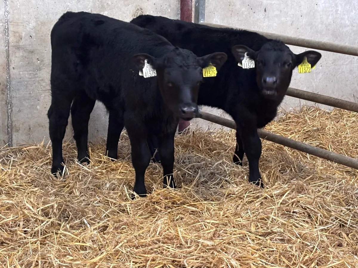 5 SUPER ANGUS BULL CALVES FOR SALE - Image 4