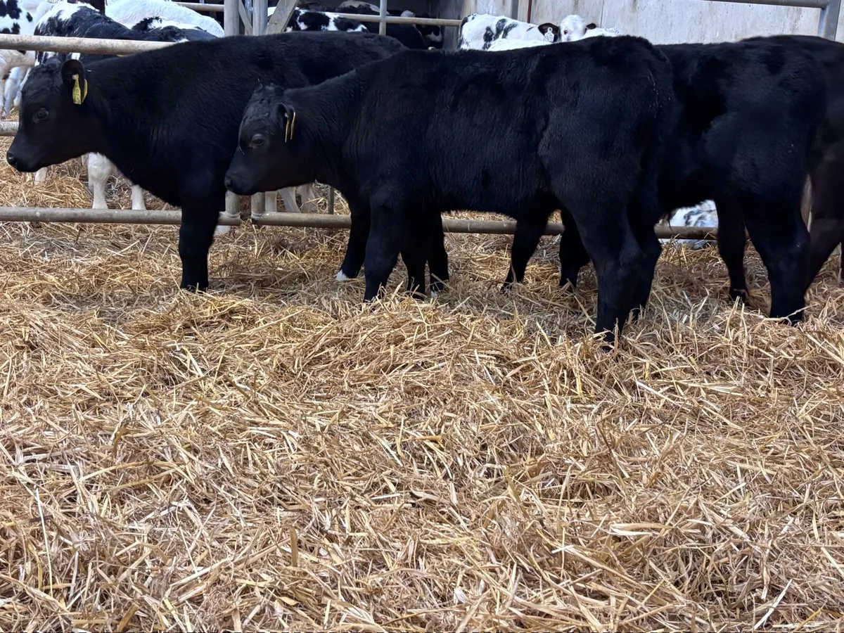 5 SUPER ANGUS BULL CALVES FOR SALE - Image 1