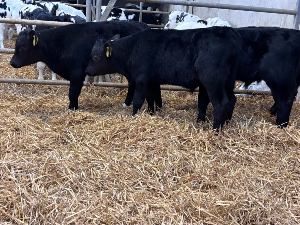 5 SUPER ANGUS BULL CALVES FOR SALE - Image 2