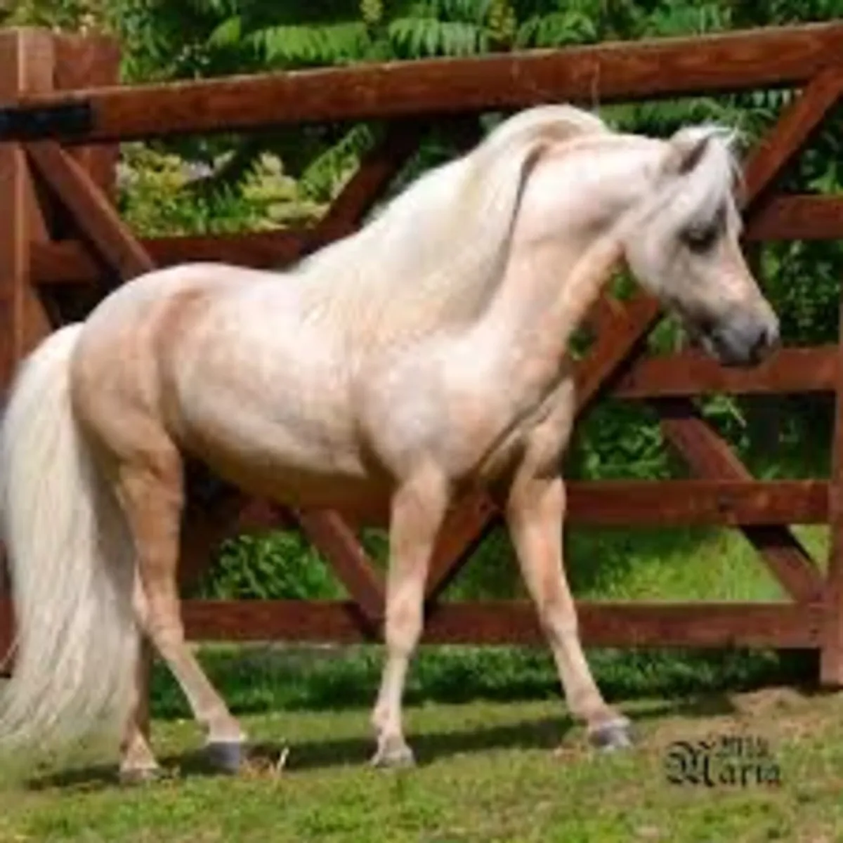 Wanted miniature fellabella palomino stallion - Image 1