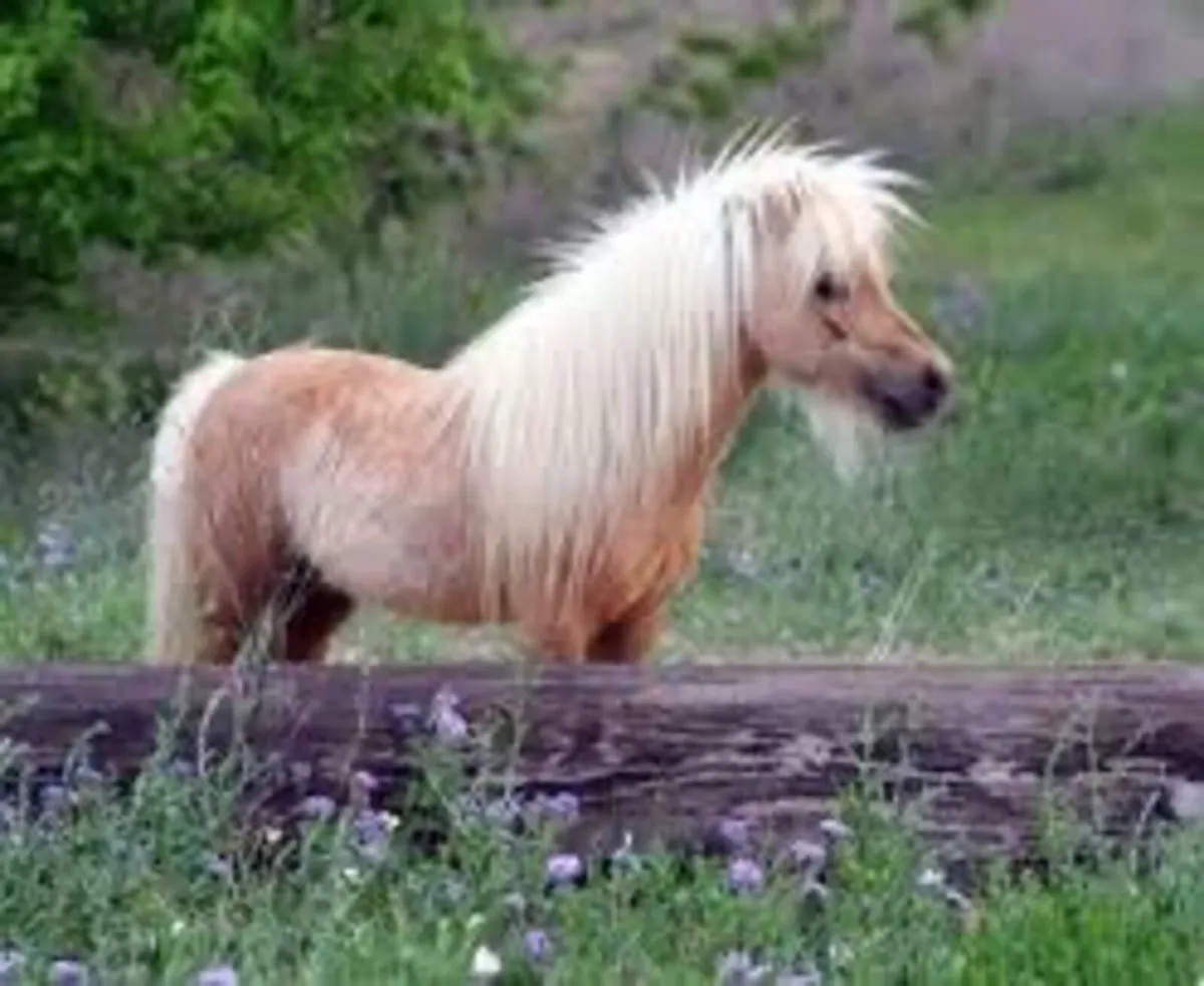 Wanted miniature fellabella palomino stallion - Image 2