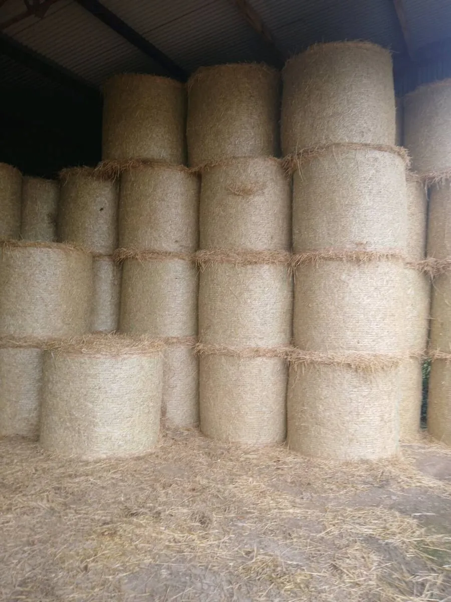 Round and small square spring barley straw - Image 1