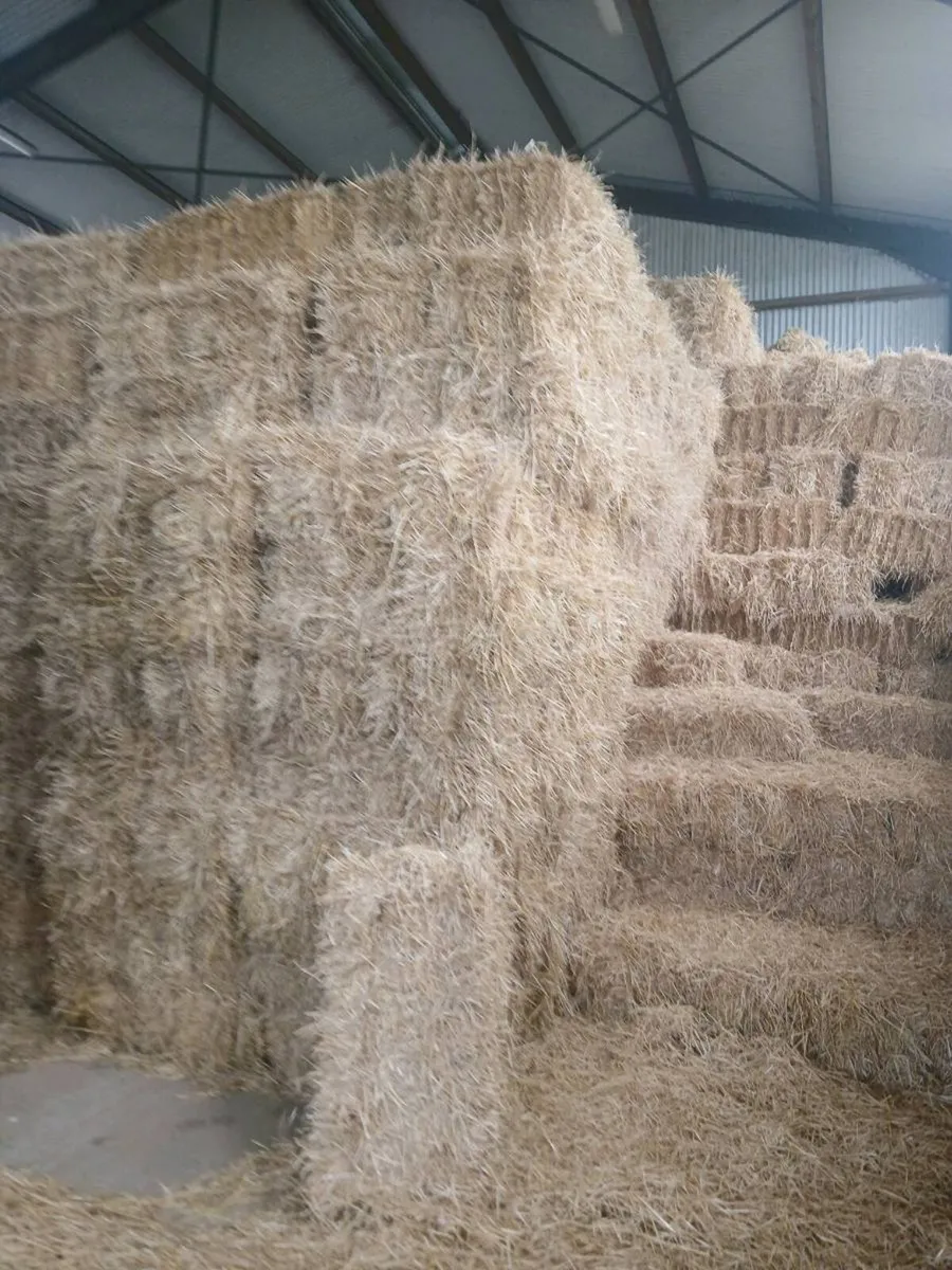 Round and small square spring barley straw - Image 2