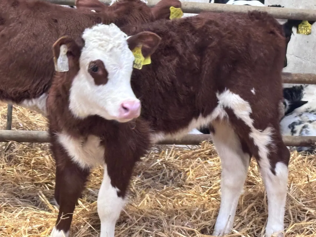 4 SMASHING HEREFORD HEIFER CALVES for sale - Image 2