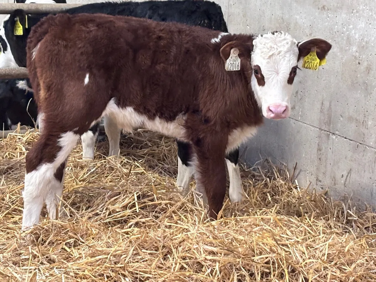 4 SMASHING HEREFORD HEIFER CALVES for sale - Image 3