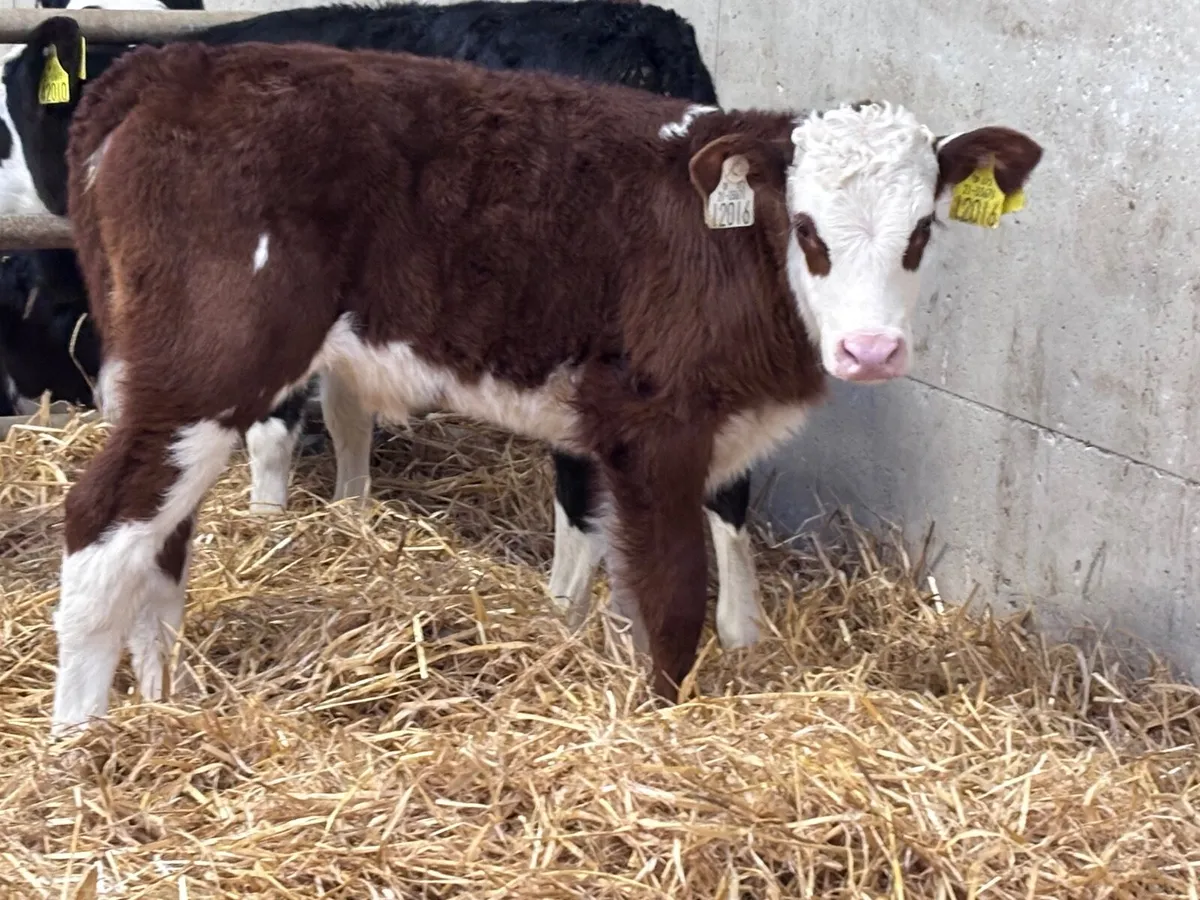 4 SMASHING HEREFORD HEIFER CALVES for sale - Image 1