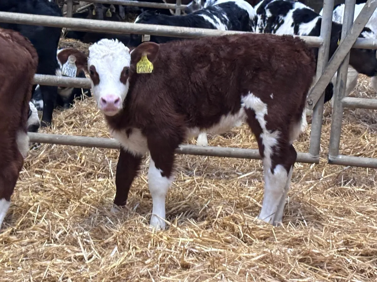 4 SMASHING HEREFORD HEIFER CALVES for sale - Image 4