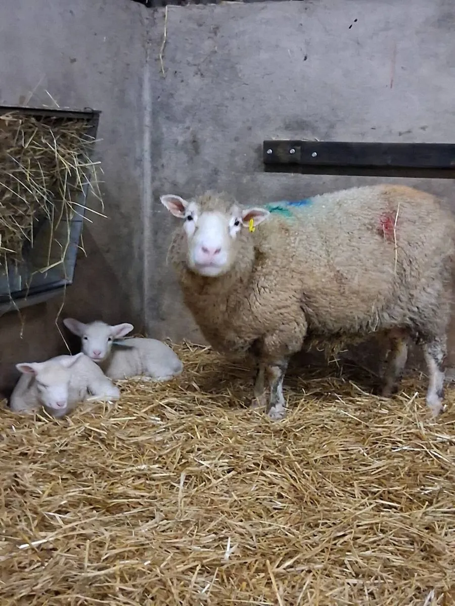 Ewes with lambs at foot - Image 3
